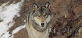View More Conservation Northwest | Keeping the Northwest Wild Ads On BigSpy