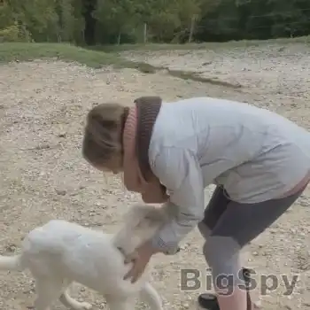 View More Educ Dog - Home Page Ads On BigSpy