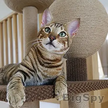 View More Luxury Products for Dogs & Cats | Lords & Labradors Ads On BigSpy