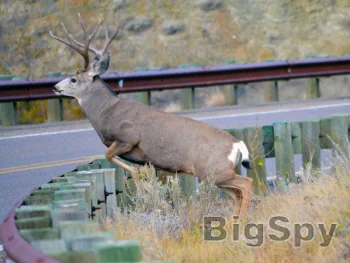 View More Conservation Northwest | Keeping the Northwest Wild Ads On BigSpy