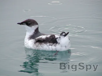 View More Conservation Northwest | Keeping the Northwest Wild Ads On BigSpy