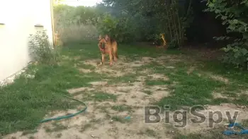 View More EDUC DOG PRO Ads On BigSpy