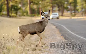 View More Conservation Northwest | Keeping the Northwest Wild Ads On BigSpy