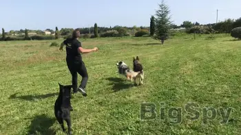 View More EDUC DOG PRO Ads On BigSpy