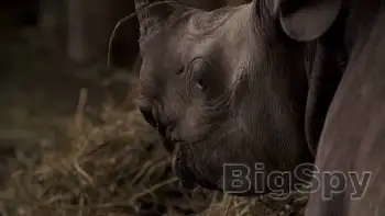 View More Wildlife Conservation Volunteering in Africa | Wildlife ACT Ads On BigSpy
