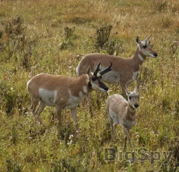 View More Conservation Northwest | Keeping the Northwest Wild Ads On BigSpy