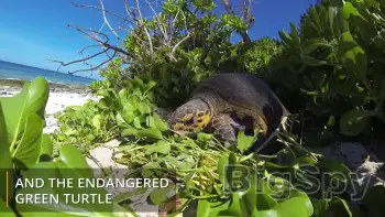View More Wildlife ACT - Focused Conservation Ads On BigSpy