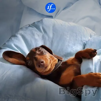 View More Draudimas Internetu Jums ir Jūsų Turtui | If.lt Ads On BigSpy