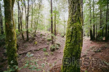 View More Leave the earth, better - Better Place Forests Ads On BigSpy