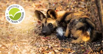 View More Wildlife Conservation Volunteering in Africa | Wildlife ACT Ads On BigSpy