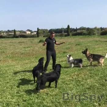 View More EDUC DOG PRO Ads On BigSpy