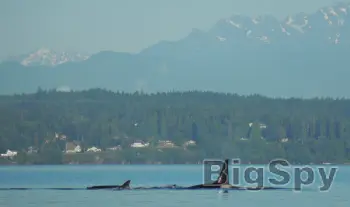 View More Conservation Northwest | Keeping the Northwest Wild Ads On BigSpy