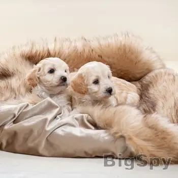 View More Luxury Products for Dogs & Cats | Lords & Labradors Ads On BigSpy
