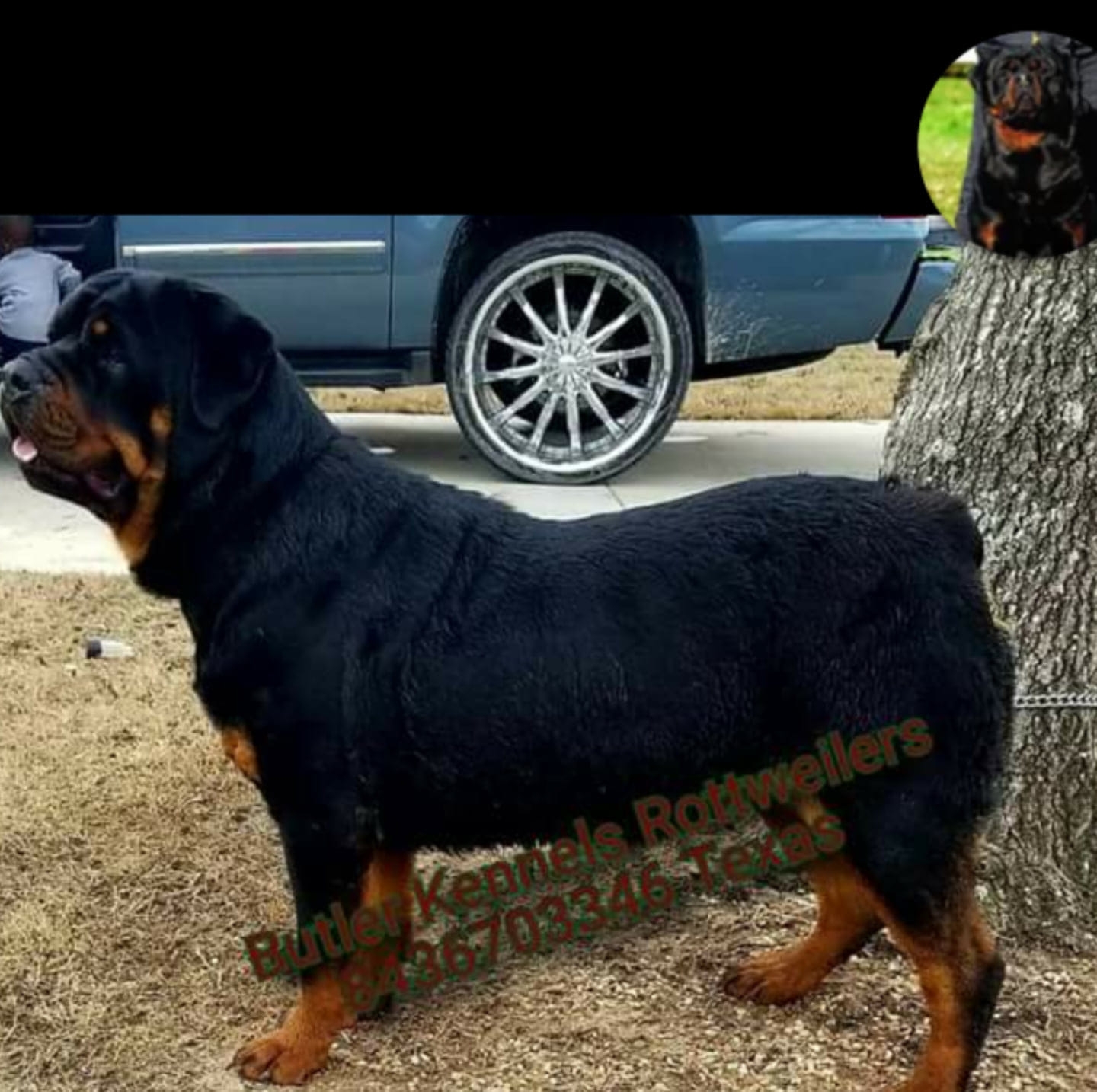 Butler 2025 kennels rottweilers