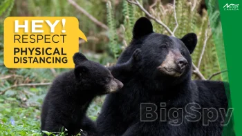 View More Home - Engaging Networks Ads On BigSpy