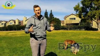 View More Educ Dog - Home Page Ads On BigSpy