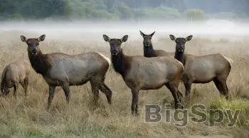 View More Conservation Northwest | Keeping the Northwest Wild Ads On BigSpy