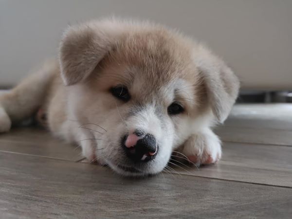 get_the_best_Akita Inu_ad