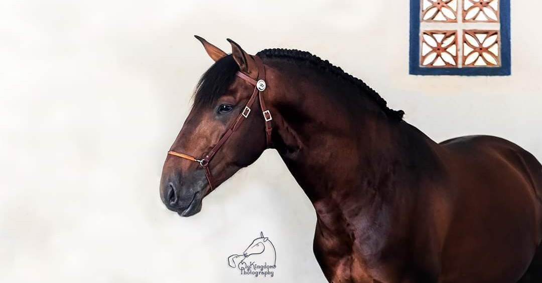 get_the_best_Cavalo_ad