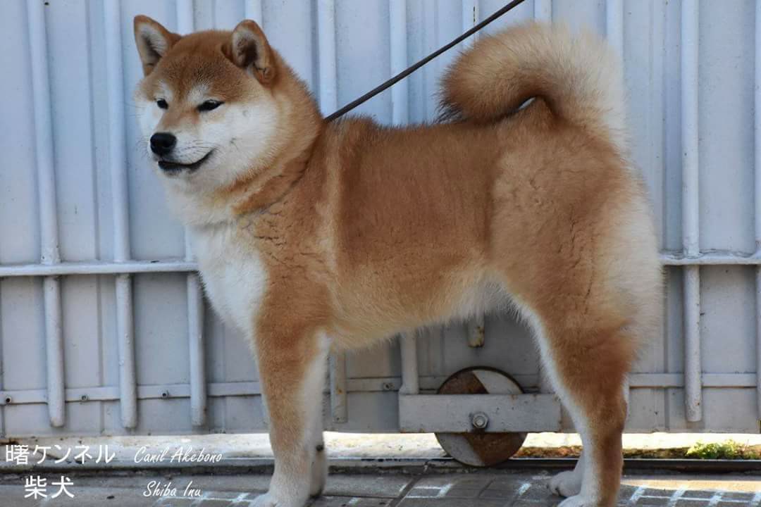 get_the_best_Akita Inu_ad