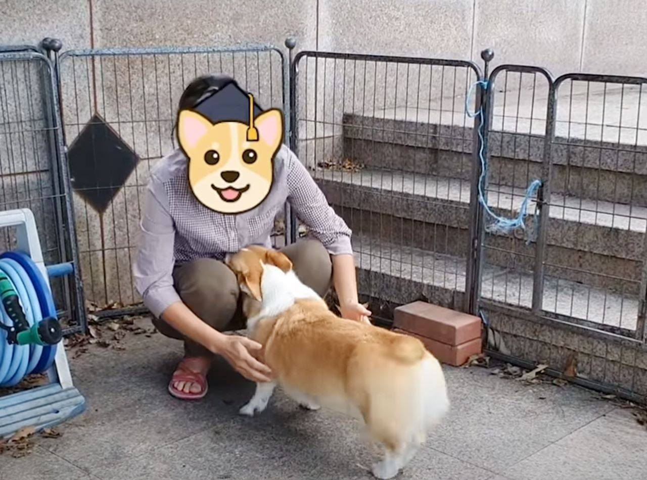 get_the_best_Corgi Puppy_ad