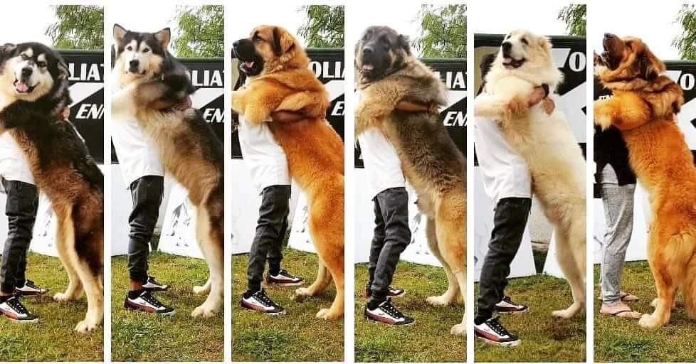 get_the_best_Alaskan Malamute_ad