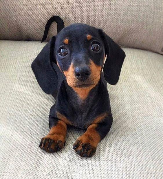 get_the_best_Cute Dog_ad