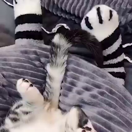 get_the_best_Cute Cat_ad