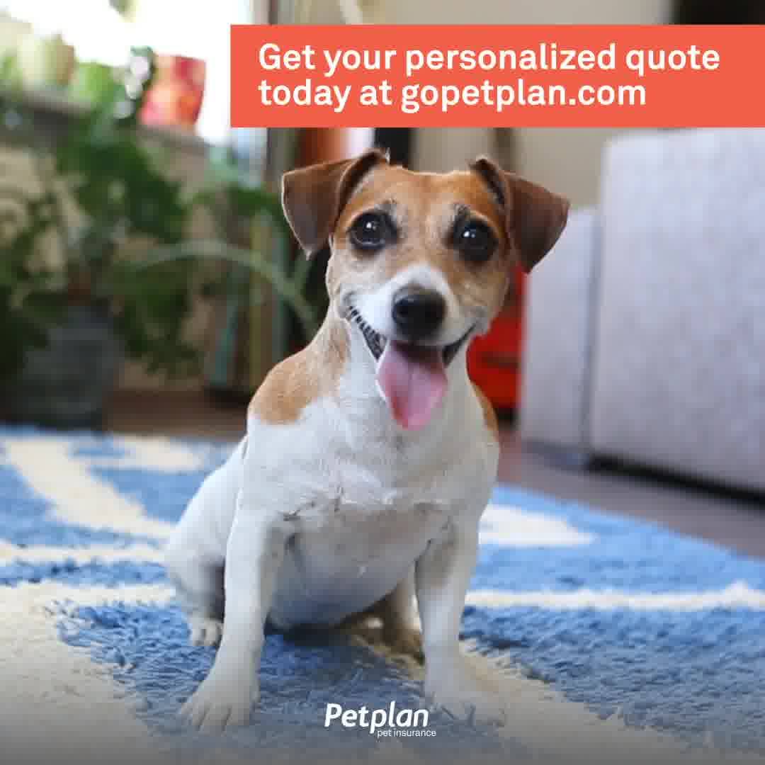 get_the_best_Can Your Pet_ad