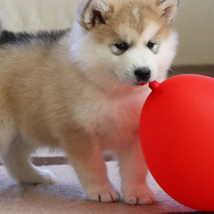 get_the_best_Alaskan Malamute_ad