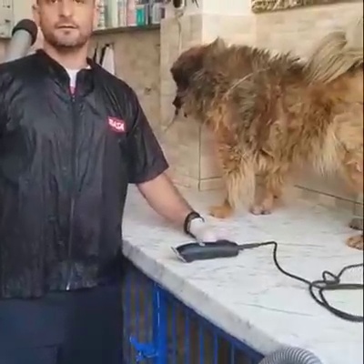 get_the_best_Cavalo_ad