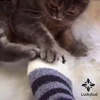 get_the_best_Cute Cat_ad