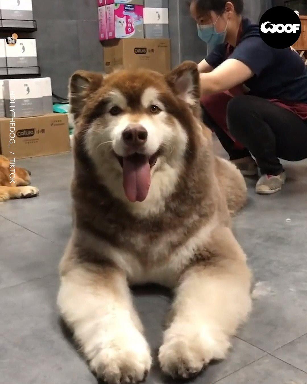 get_the_best_Alaskan Malamute_ad