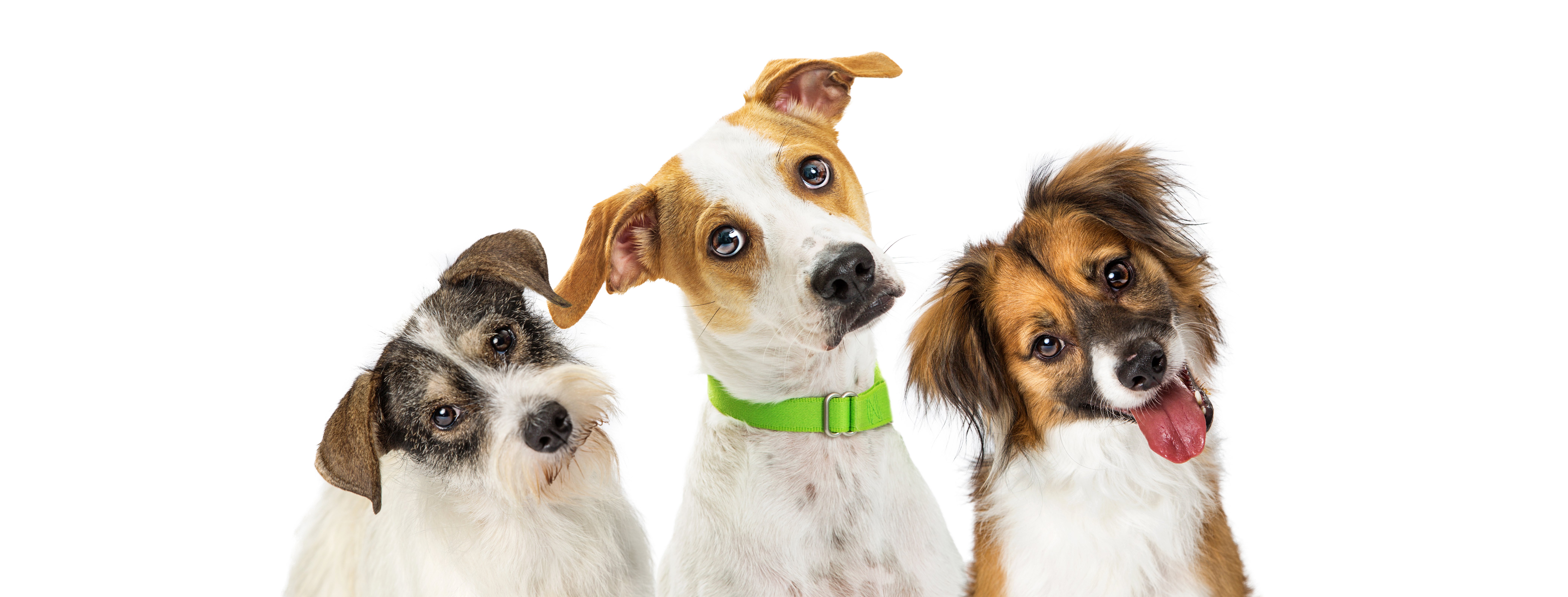 get_the_best_Coronavirus Dogs_ad
