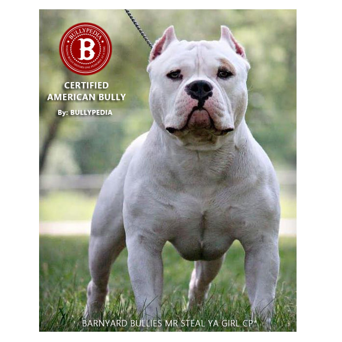 get_the_best_American Bulldog_ad