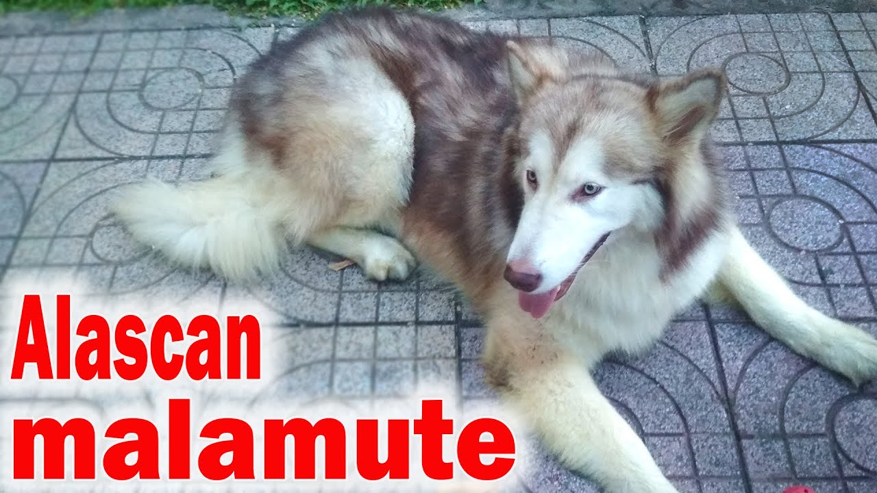 get_the_best_Alaskan Malamute_ad