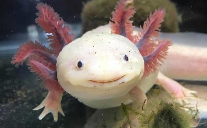 get_the_best_Axolotl_ad