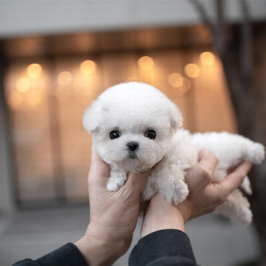 get_the_best_Cute Dog_ad
