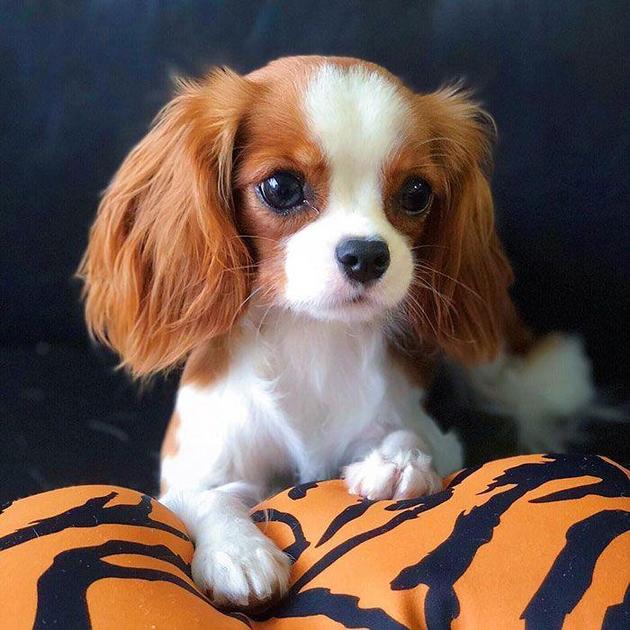get_the_best_Cute Dog_ad