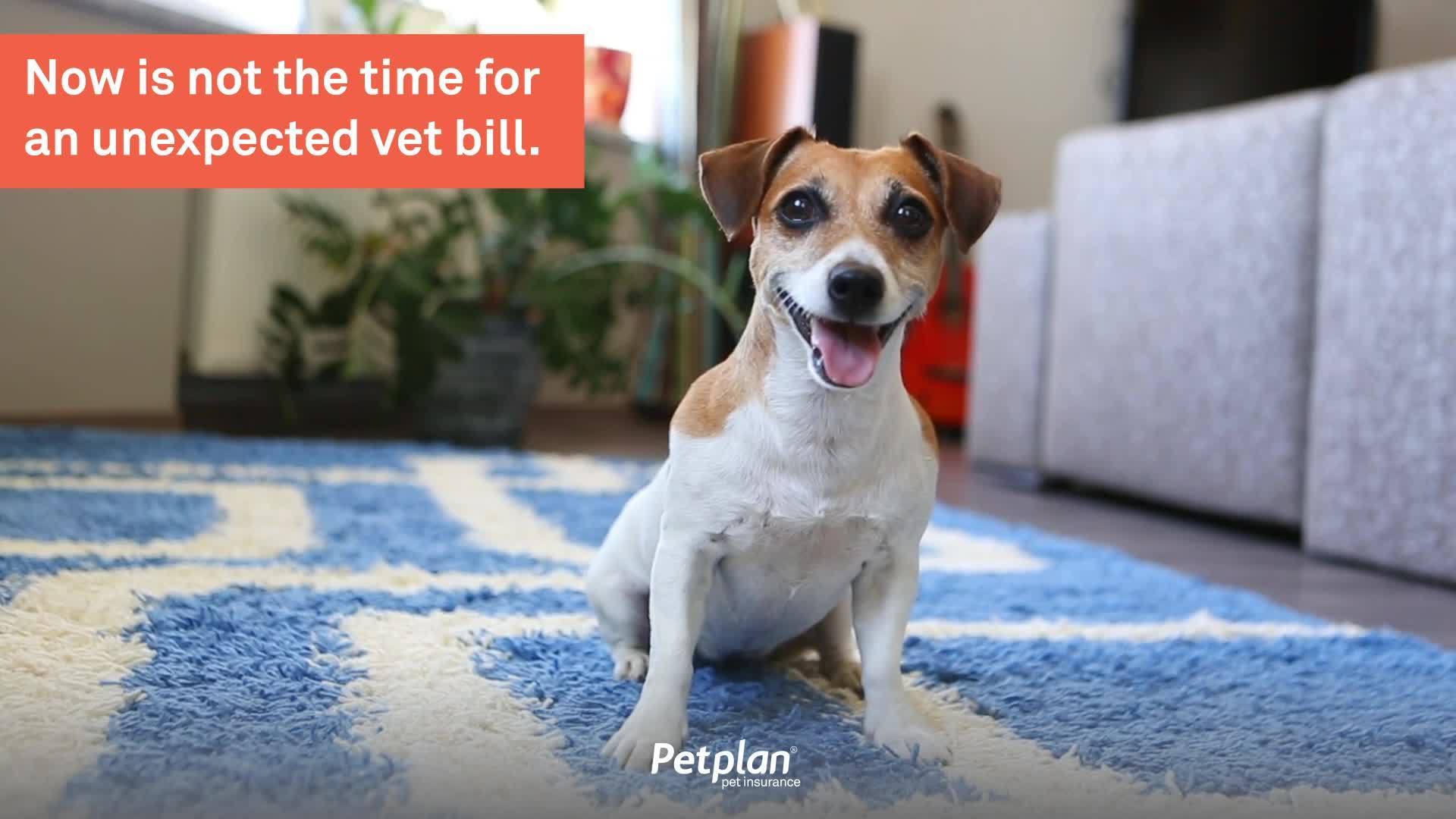 get_the_best_Can Your Pet_ad