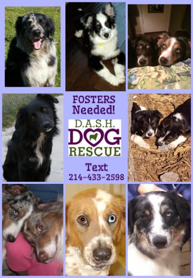 get_the_best_Australian Shepherd_ad