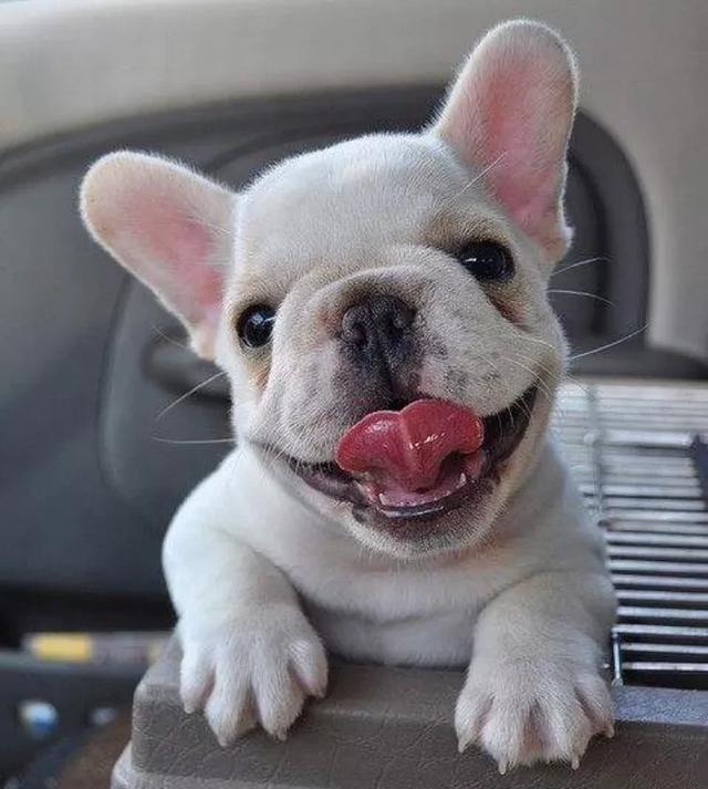 get_the_best_Cute Dog_ad