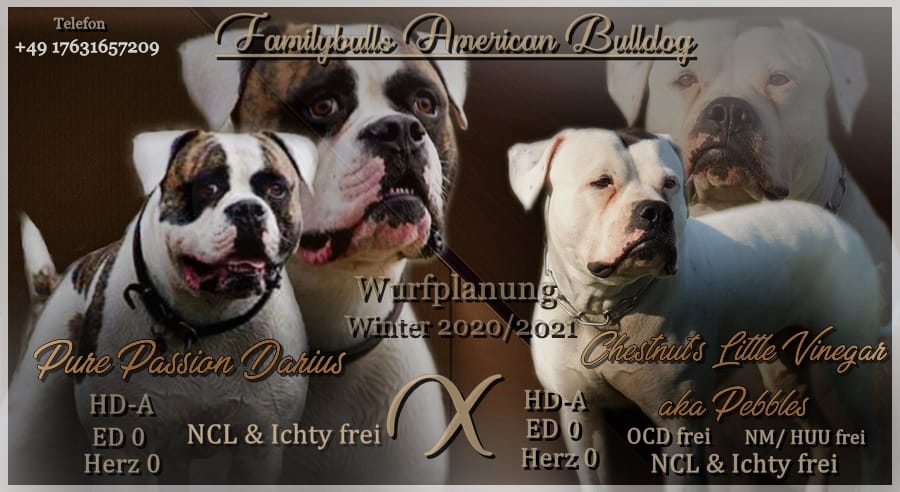 get_the_best_American Bulldog_ad