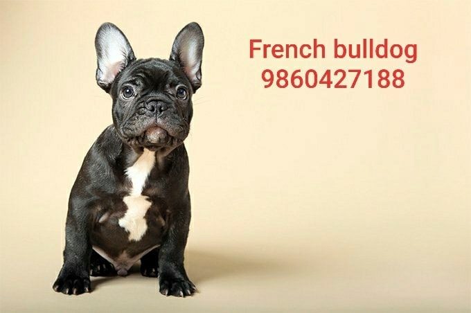 get_the_best_American Bulldog_ad