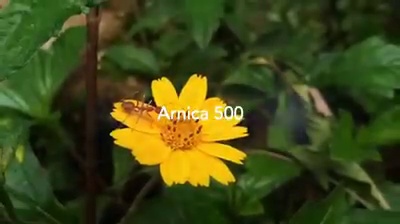 get_the_best_Arnica_ad