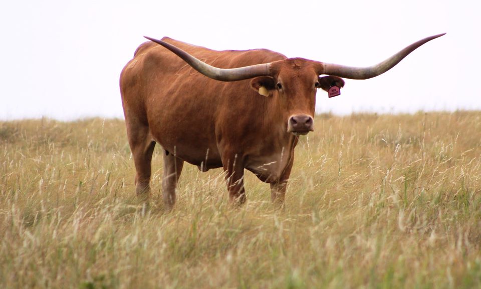 get_the_best_Calf Raises_ad