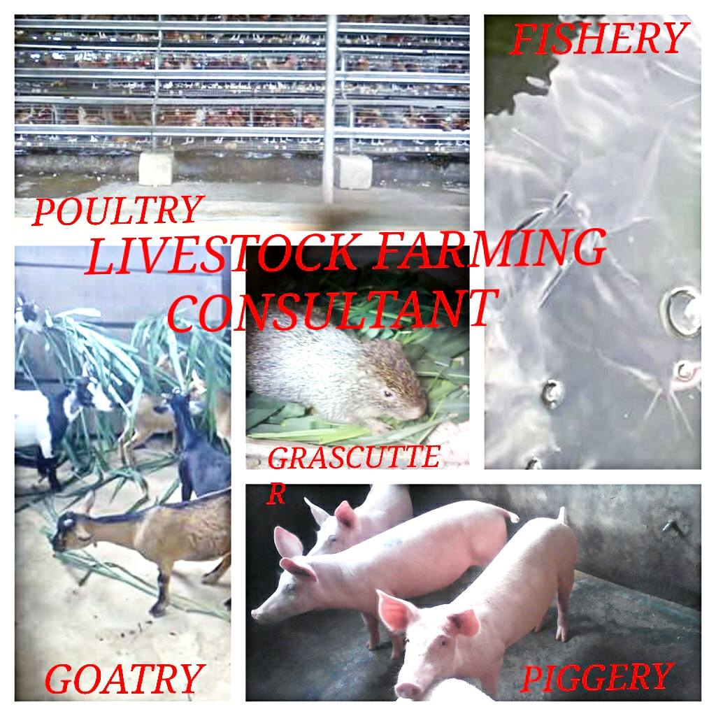 get_the_best_Animal Farm_ad
