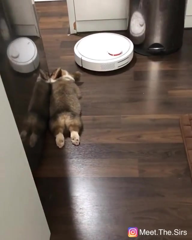 get_the_best_Corgi Puppy_ad