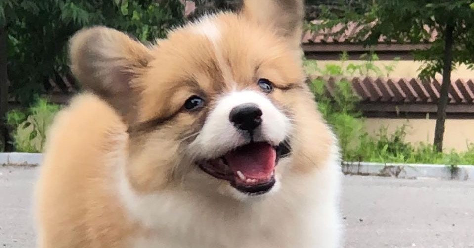 get_the_best_Alaskan Malamute_ad