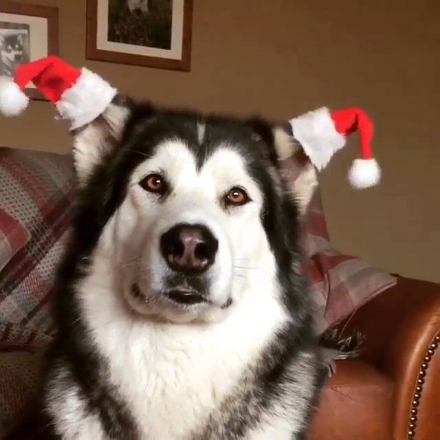 get_the_best_Alaskan Malamute_ad